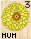Chrysanthemum